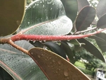 橡皮树