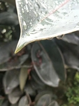 橡皮树