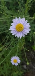 野菊花