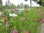 野菊