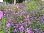 紫色的花
