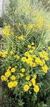 野菊花