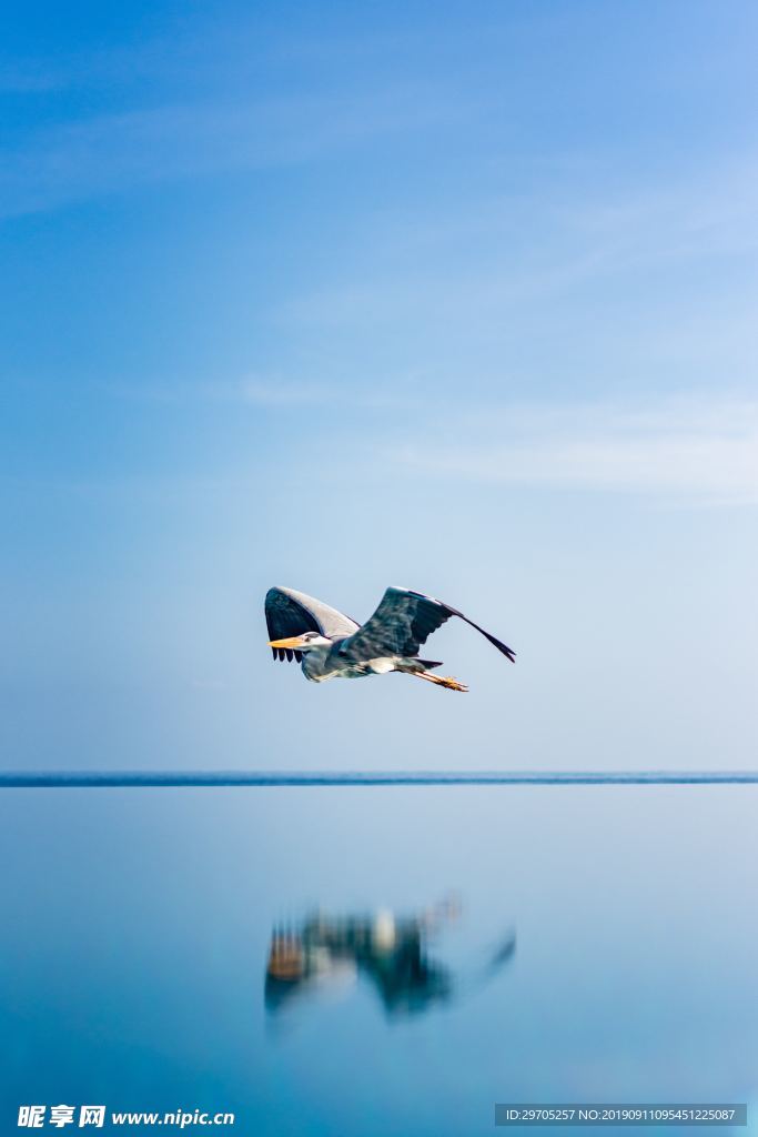 海面上的飞鸟