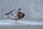 野鸭