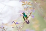 蜂鸟