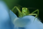 蝈蝈