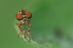 虻