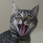 猫
