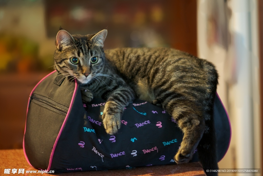 猫