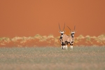 非洲大羚羊