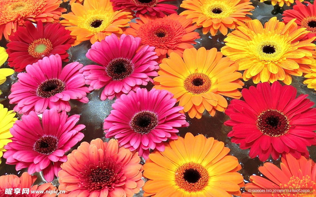 鲜花