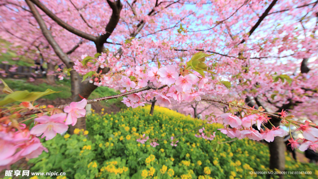 鲜花