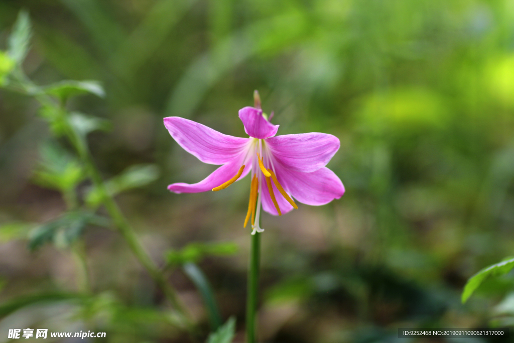园林花草