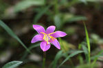 小紫花