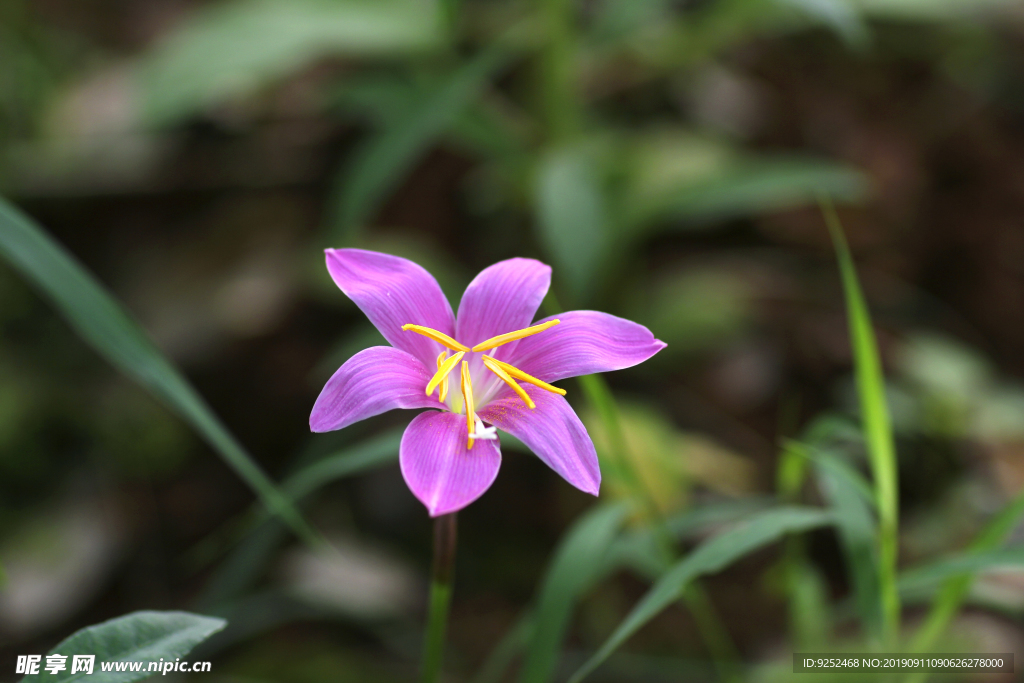 小紫花