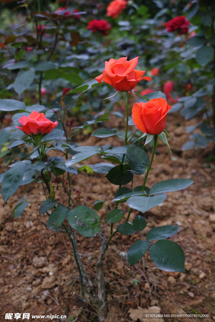 玫瑰花