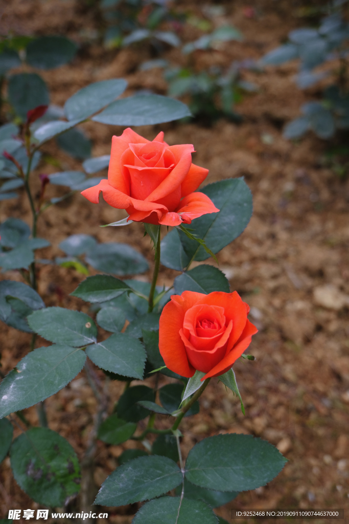 黄色玫瑰花