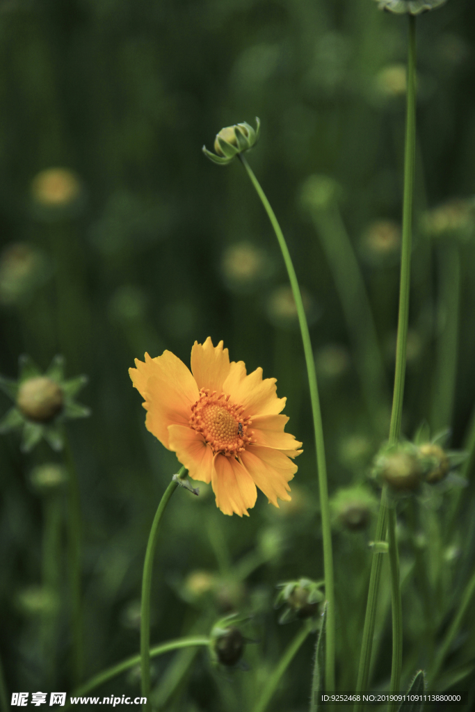 金鸡菊