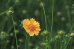 金鸡菊