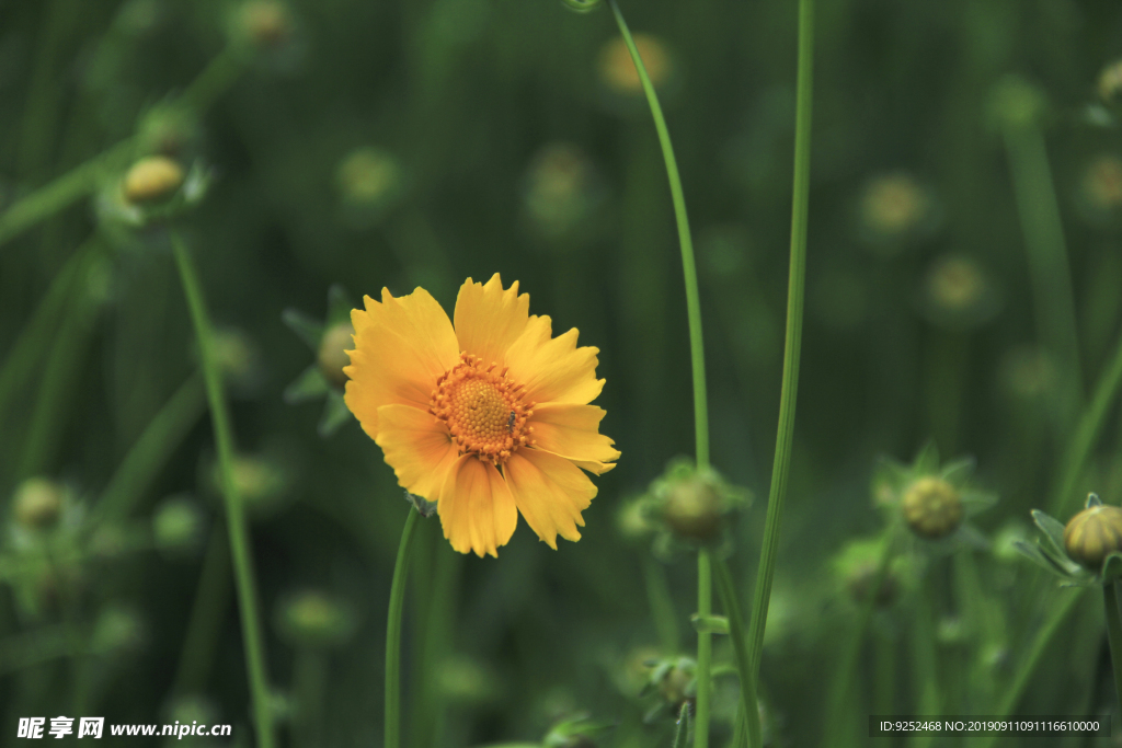 金鸡菊