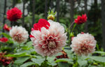大丽花