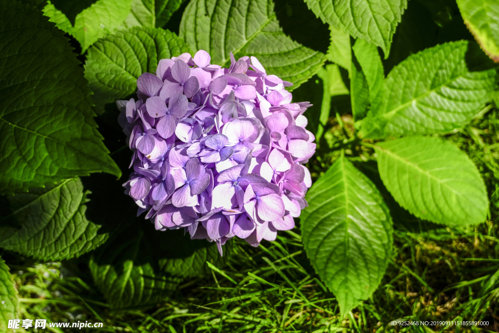 紫阳花