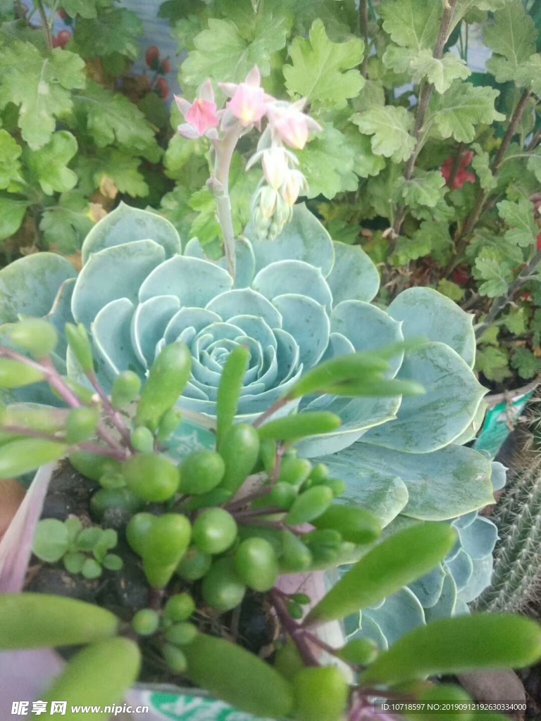 花卉