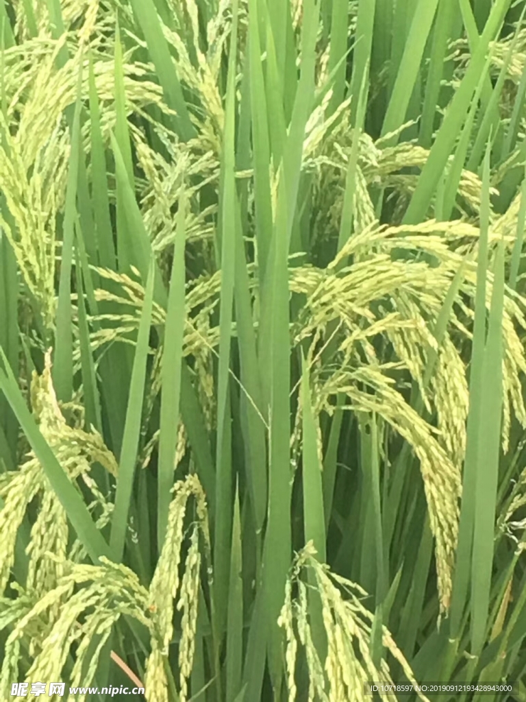水稻