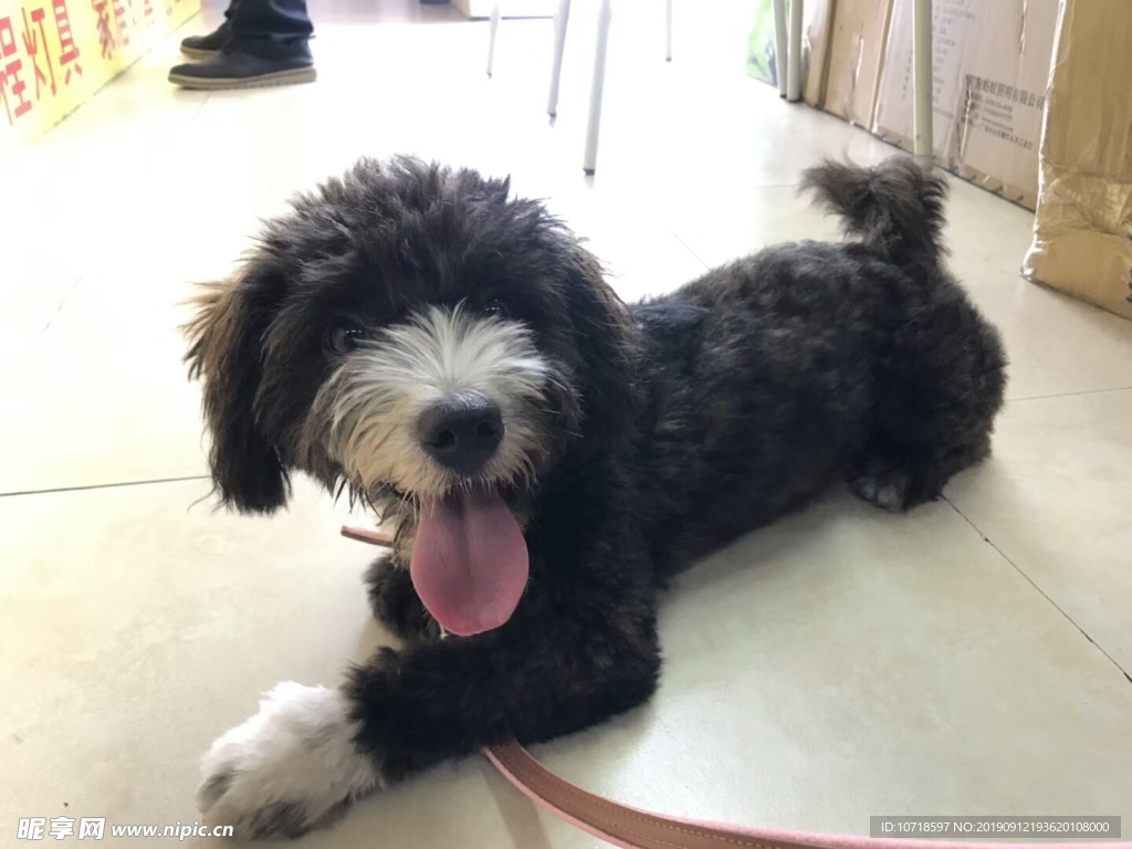 狗狗