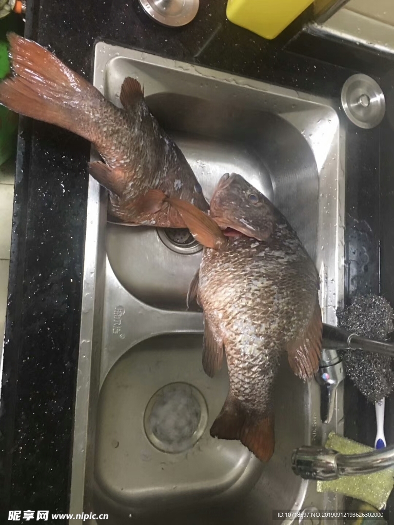 鲜鱼