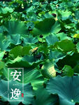 荷叶