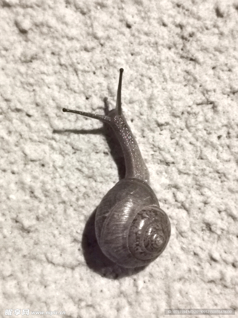 蜗牛