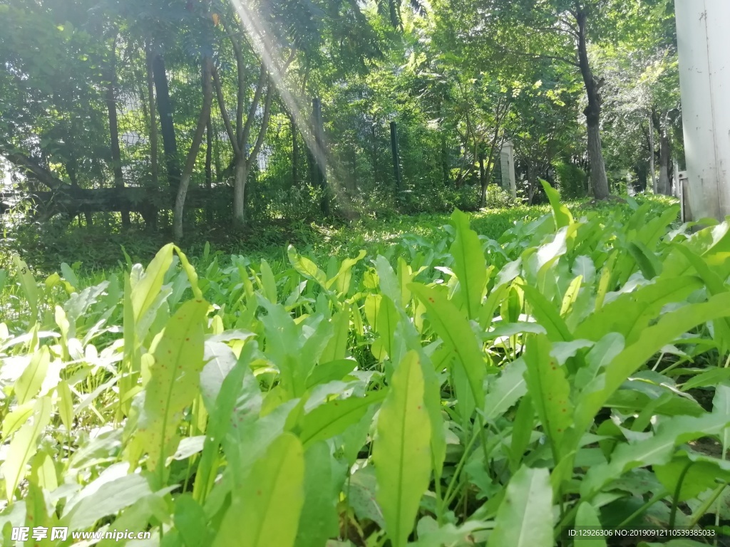 草地 树木 绿色 远景 绿油