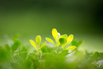 绿色树叶嫩芽