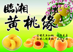 黄桃海报 宣传栏