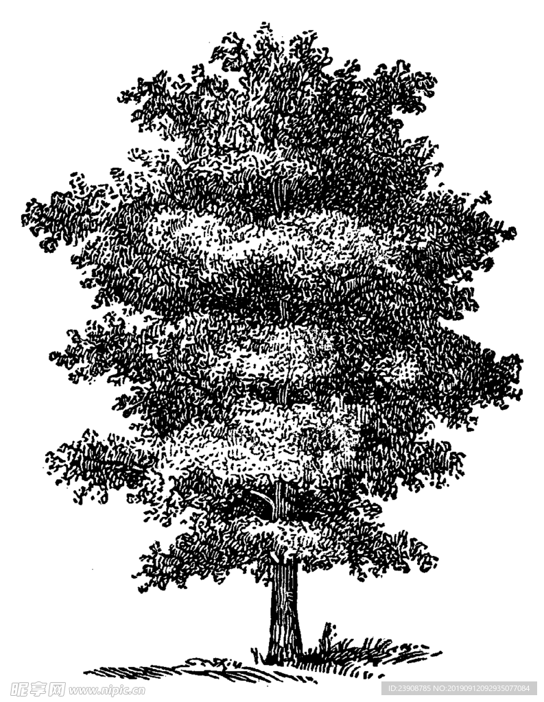 手绘大树