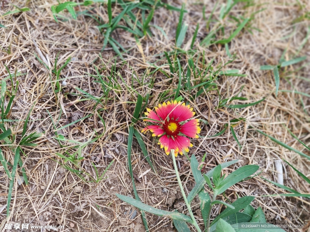 小红花