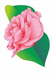 粉色的花