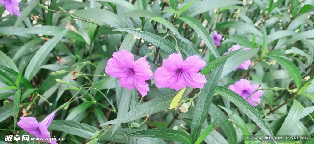 鲜花素材图长条横幅banner