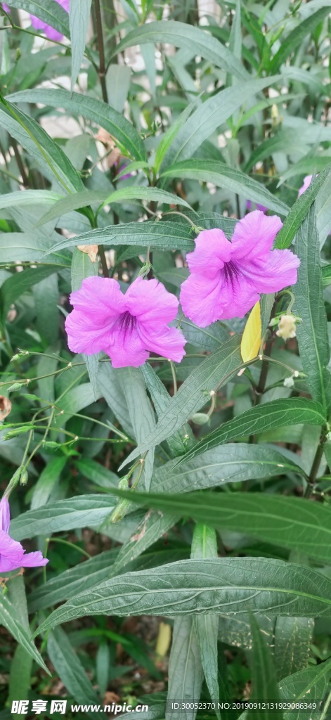 鲜花素材_背景图_鲜花摄影