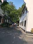 大树