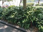 西湖风景