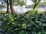 西湖风景