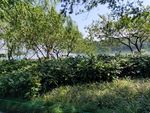 西湖风景
