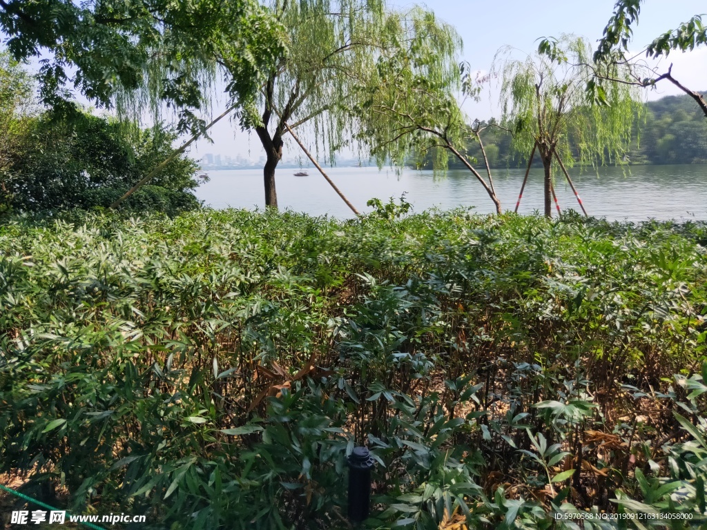 西湖风景