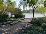大树