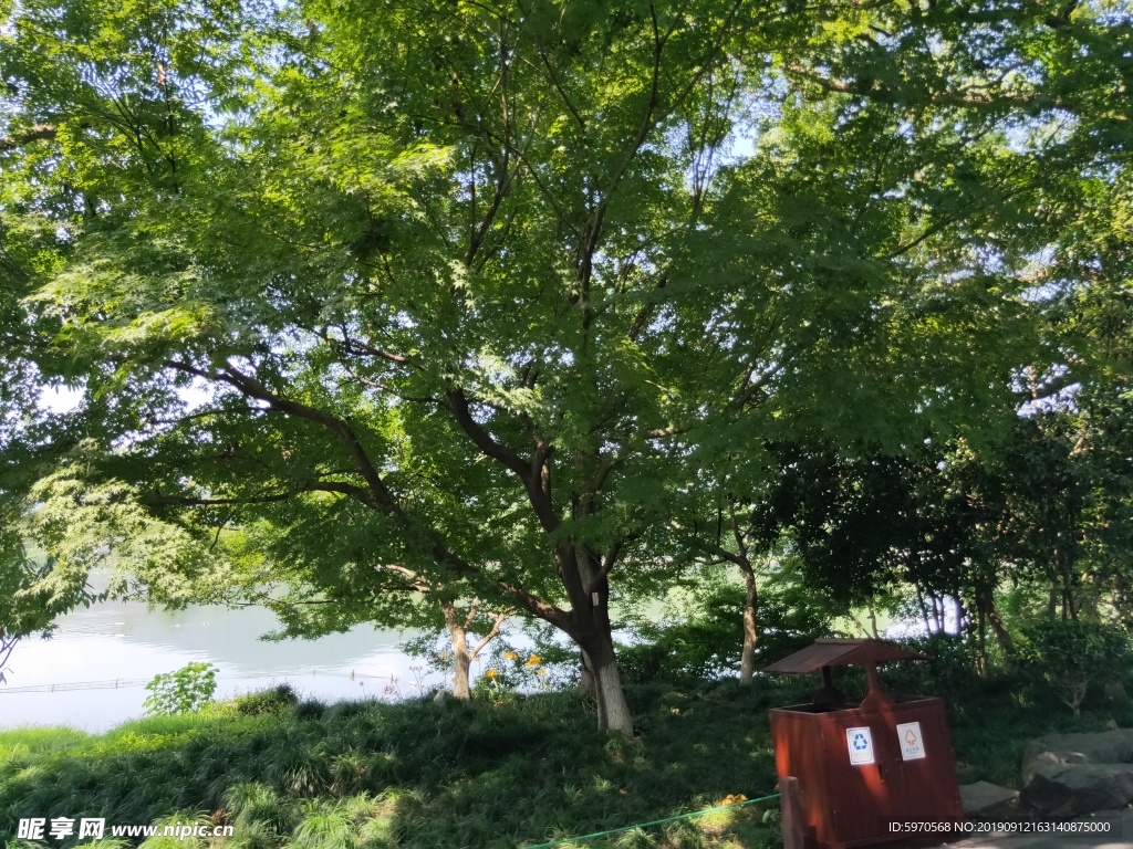 绿树