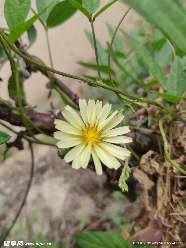 小菊花