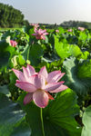 粉莲花