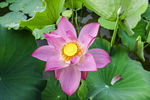 红莲花